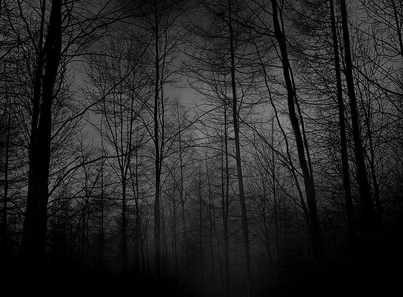 Depressive Forest, forest, depressive, dark, gris, black, night, HD wallpaper