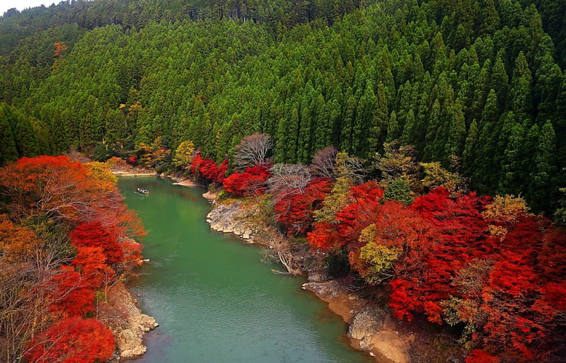 Arashiyama, Kyoto, japan, Arashiyama, forest, Kyoto, japan, trees, green, nature, river, forests, HD wallpaper