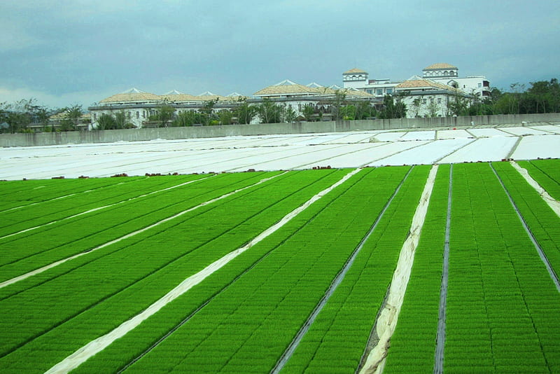 Green fields of rice seedlings, fields, lovely, house, Green, HD wallpaper