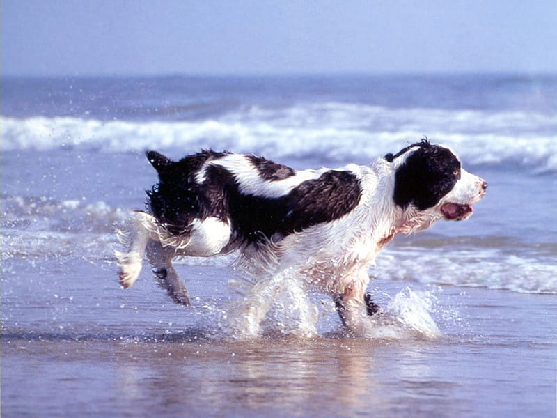 Enjoying the beach, beach, puppy, dog, animal, sweet, HD wallpaper