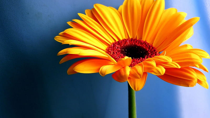 Flower, yellow, daisies, blue, HD wallpaper Flower, yellow, daisies, blue, HD wallpaper