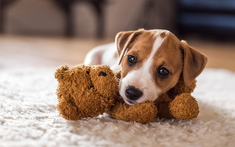 beagle, pets, puppy, beagles, cute animals, dogs, HD wallpaper