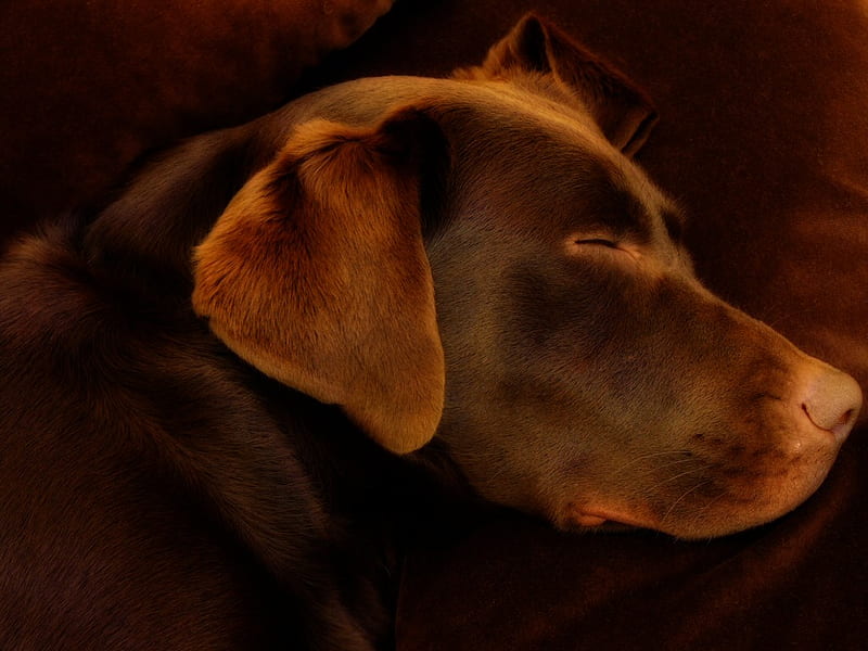 Dog's head, labrador, chocolate, puppy, dog, animal, HD wallpaper
