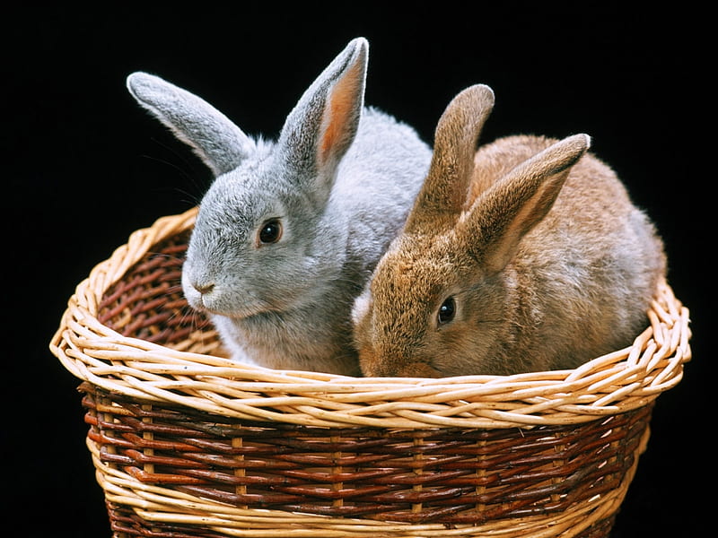 Rabbit couple, rabbit, basket, rodent, couple, sweet, HD wallpaper | Peakpx