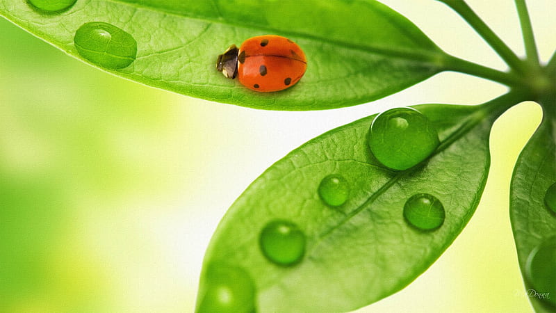 Spring Green Six, dew, firefox persona, spring, leaf, ladybug, leaves, green, summer, rain, light, HD wallpaper