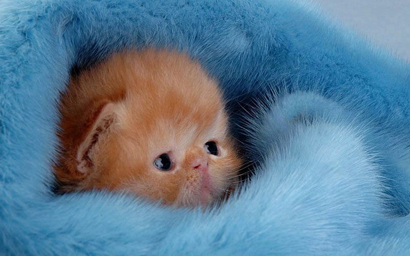Cute As Can Be!, cute, orange, tabby, kitten, fur, blue, HD wallpaper