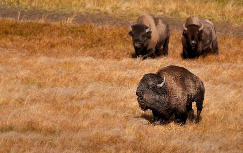 bison, beast, bison buffalo, art, HD wallpaper