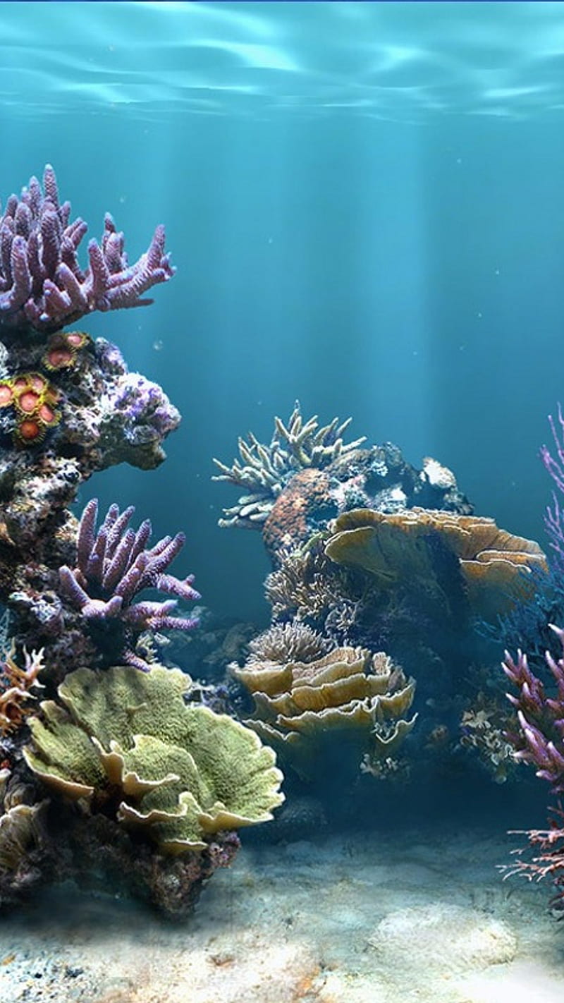 Sea aquarium, aquarium, sea, HD phone wallpaper | Peakpx