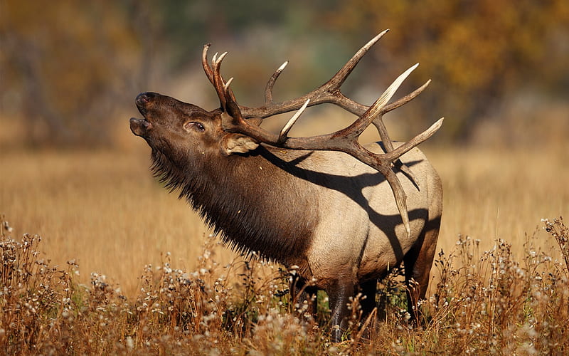 deer, field, wild nature, old deer, large deer horns, HD wallpaper