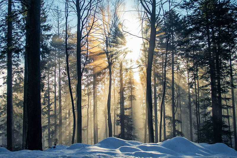Morning sun shining through a misty winter forest, Slovenia, sunrays, sky, trees, snow, HD wallpaper