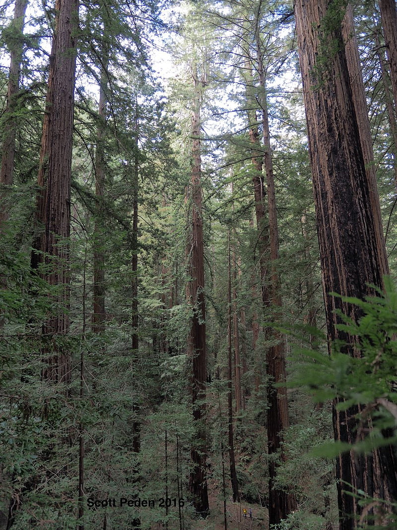The Santa Cruz Mountains Bioregional Council (SCMBC), Santa Cruz Redwoods, HD phone wallpaper