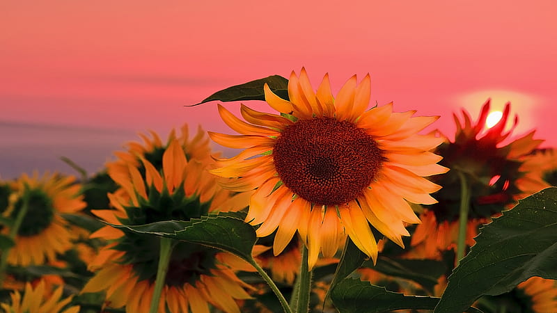 Sunflowers With Background Of Red Sunset Sky Flowers, HD wallpaper | Peakpx