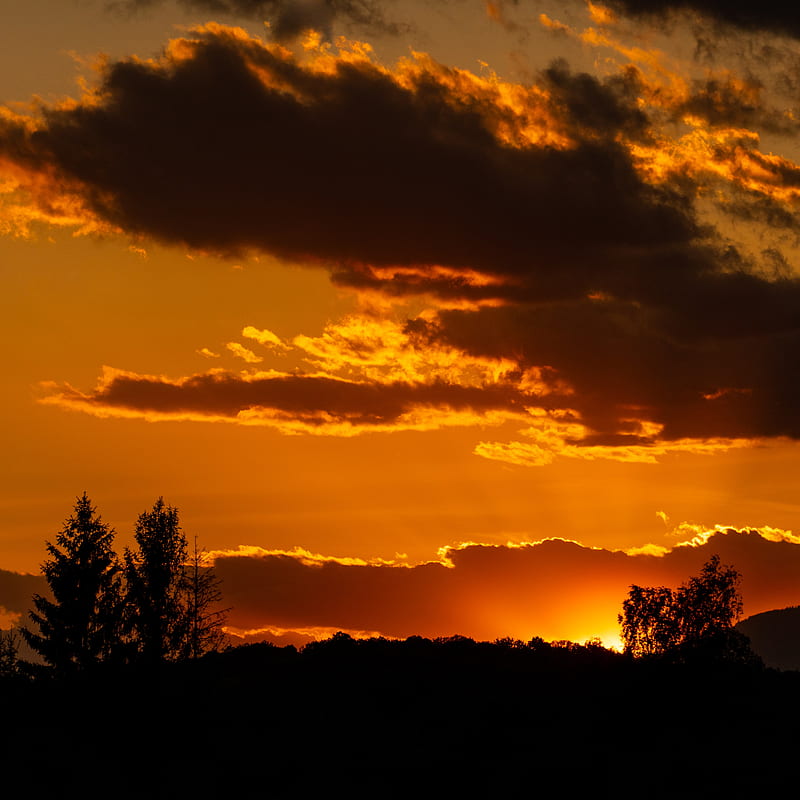 sunset, sun, trees, silhouette, sky, HD phone wallpaper