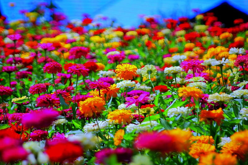 SUMMER BLOSSOMS, colors, flowers, field nature, field, HD wallpaper ...