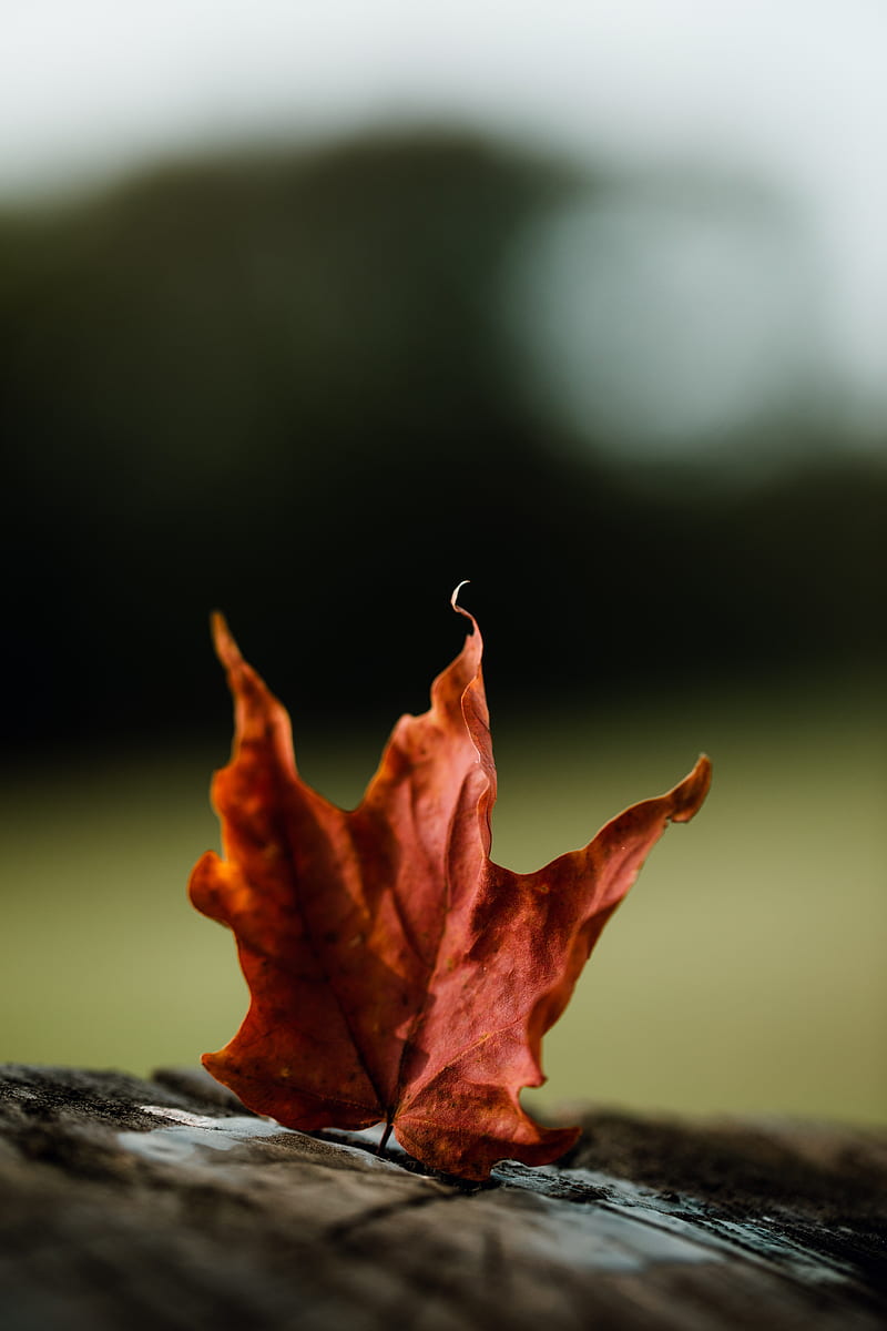 maple, leaves, autumn, macro, HD phone wallpaper
