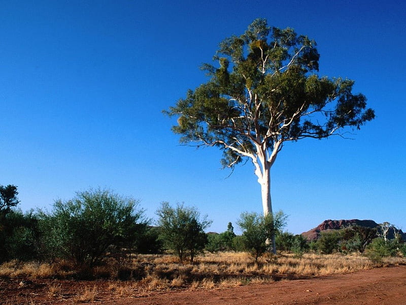 Ghost Gum Tree, desert, bushes, central australia, HD wallpaper