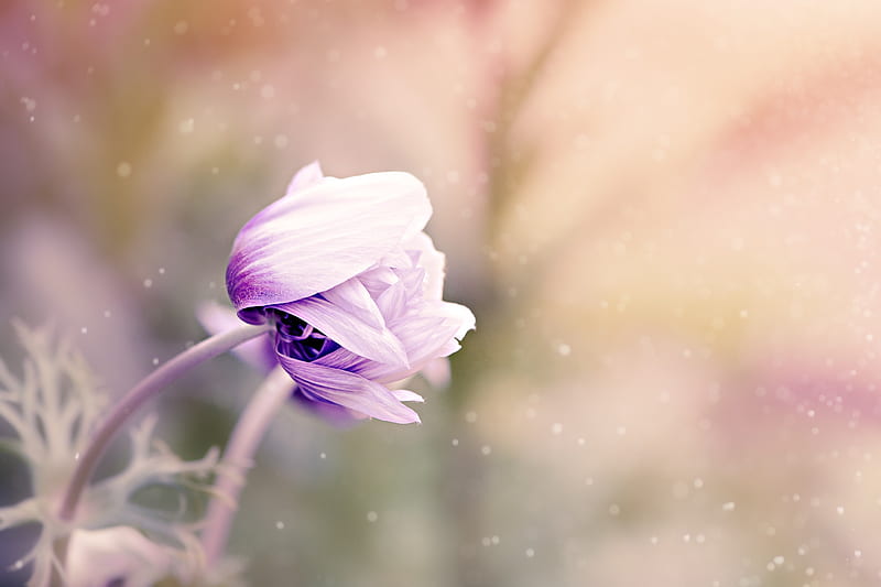 Anemone Flower Violet White Blossom, flowers, violet, white, HD wallpaper