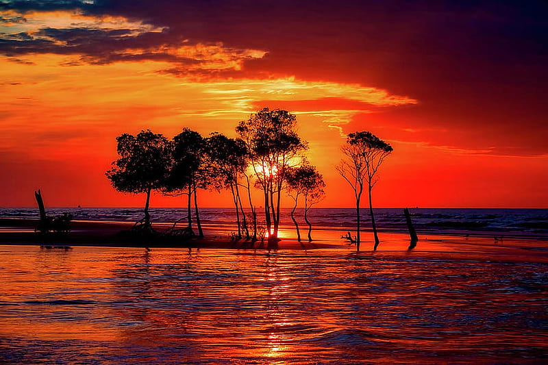 Seaside Sunset, beach, Trees, Sunset, Seaside, HD wallpaper | Peakpx