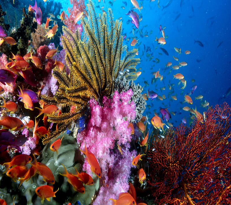 Beauty Of Sea, best, cool new, underwater, HD wallpaper | Peakpx