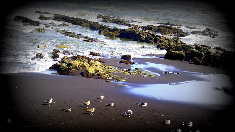 sea birds on a seacoast in chile, beach, rocks, birds, surf, sea, HD wallpaper