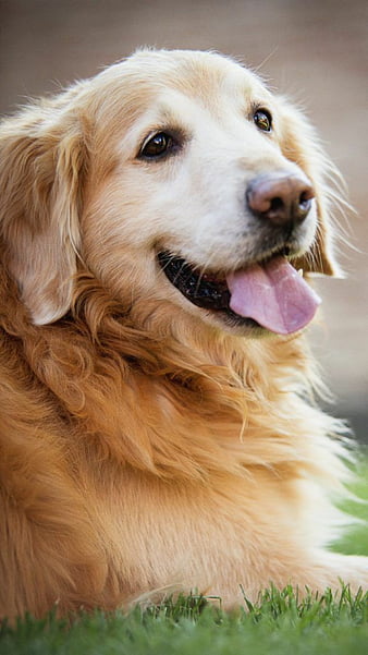 Pagina 5 Palabras Clave De Fondo De Pantalla Golden Retriever Perro Peakpx