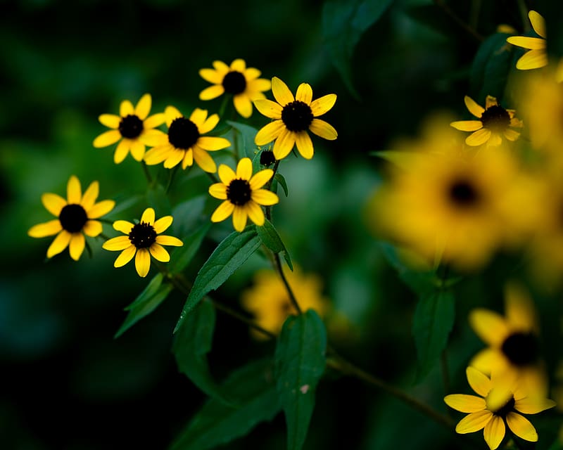 rudbeckia, flowers, petals, yellow, blur, HD wallpaper