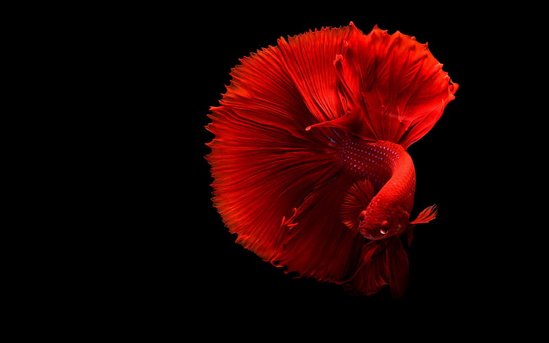 Red Betta Fish, red, graphy, fish, animal, HD wallpaper