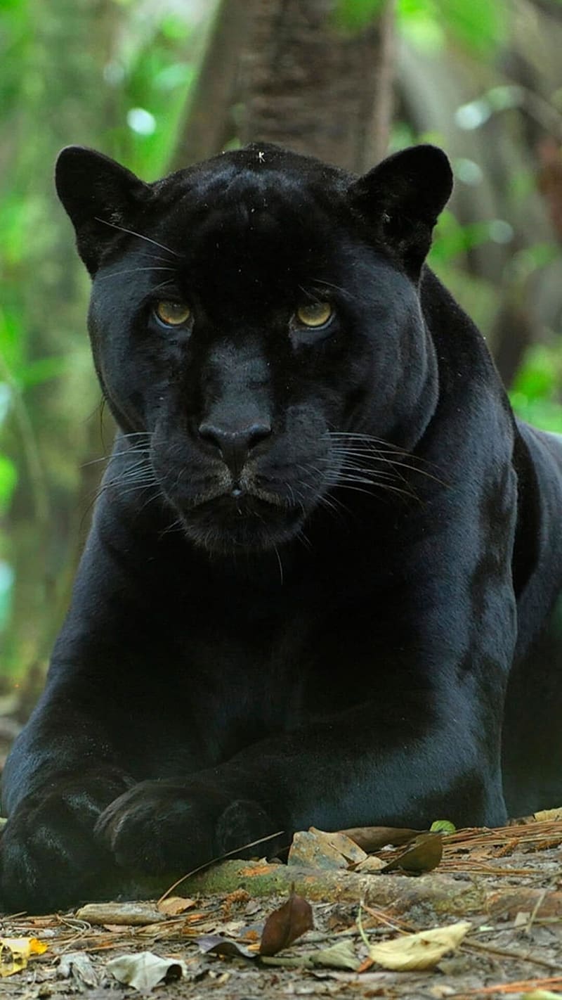 Black Panther , Sitting On Ground, sitting, ground, green, leaves, animal, wild, closeup, HD phone wallpaper