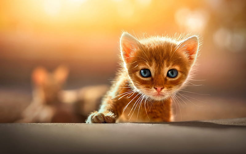 ginger kitten, small cat with blue eyes, cute animals, pets, cats, HD wallpaper