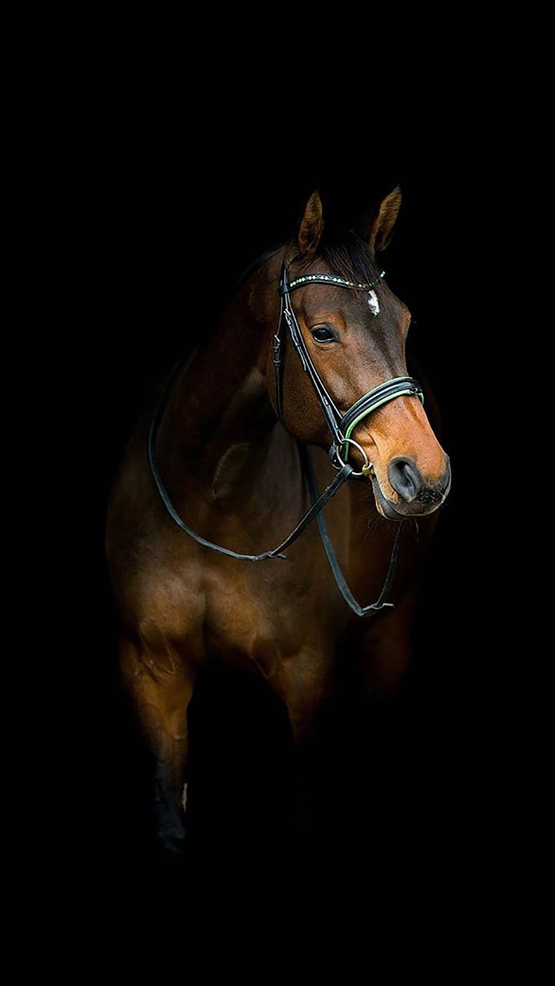 Cavallo, horse, icio, HD phone wallpaper