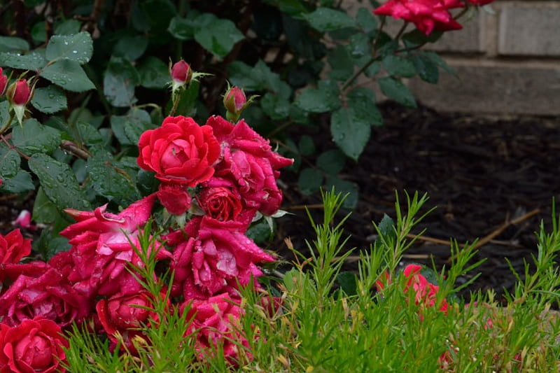 Raindrop Roses, red, red roses, raindrop, raindrops, roses, HD wallpaper
