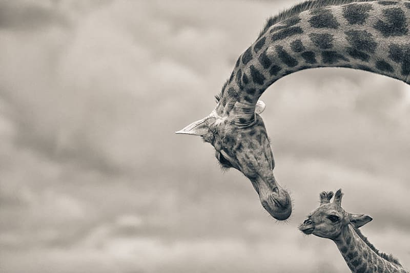:), animal, black, white, baby, bw, mother, giraffe, HD wallpaper
