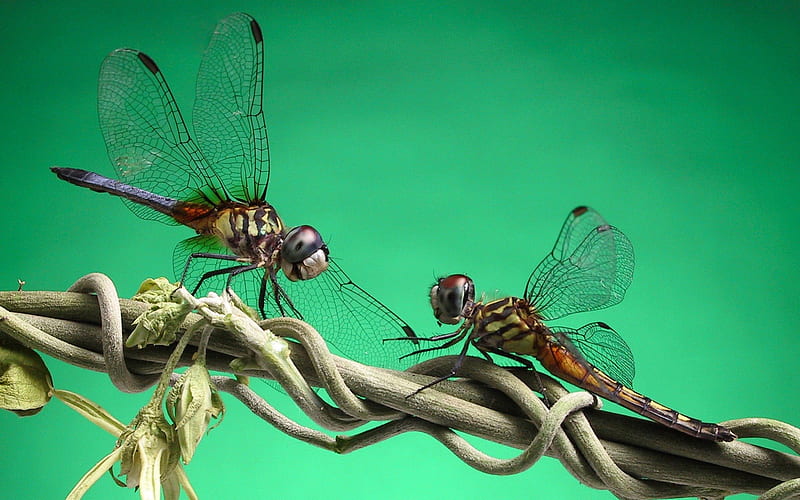 Dragonfly Love wisphers, 2 dragonflys, green, dragonfly, branch, dragonflys, HD wallpaper