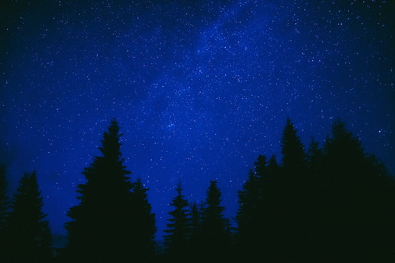 trees, starry sky, night, dark, blue, HD wallpaper