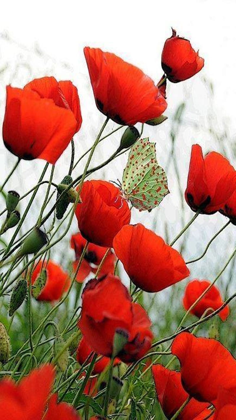 Red Poppies, poppies, red, HD phone wallpaper
