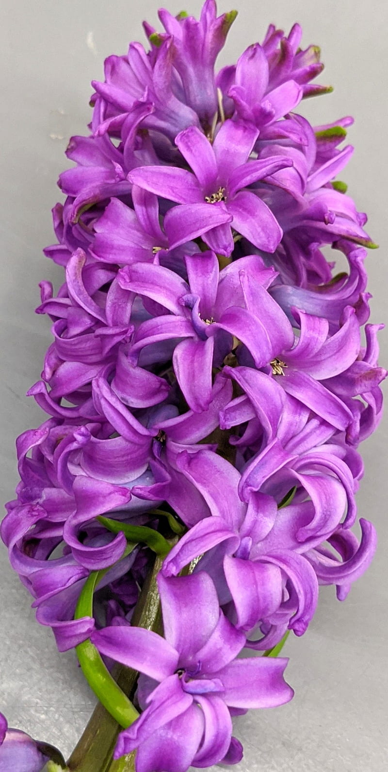 Hyacinth, flower, pretty, purple, rose, HD phone wallpaper