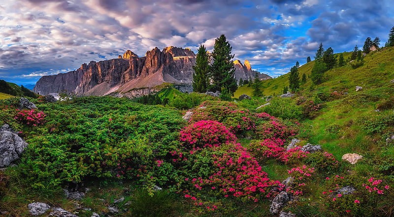 Rhododendron flowers, rocks, mountain, Val Gardena, rhododendron, wildflowers, flowers, dolomites, bonito, view, HD wallpaper