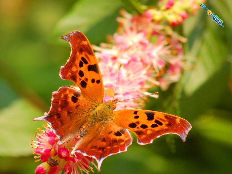 Question mark, butterfly, orange, flower, black, beauty, pink, HD wallpaper