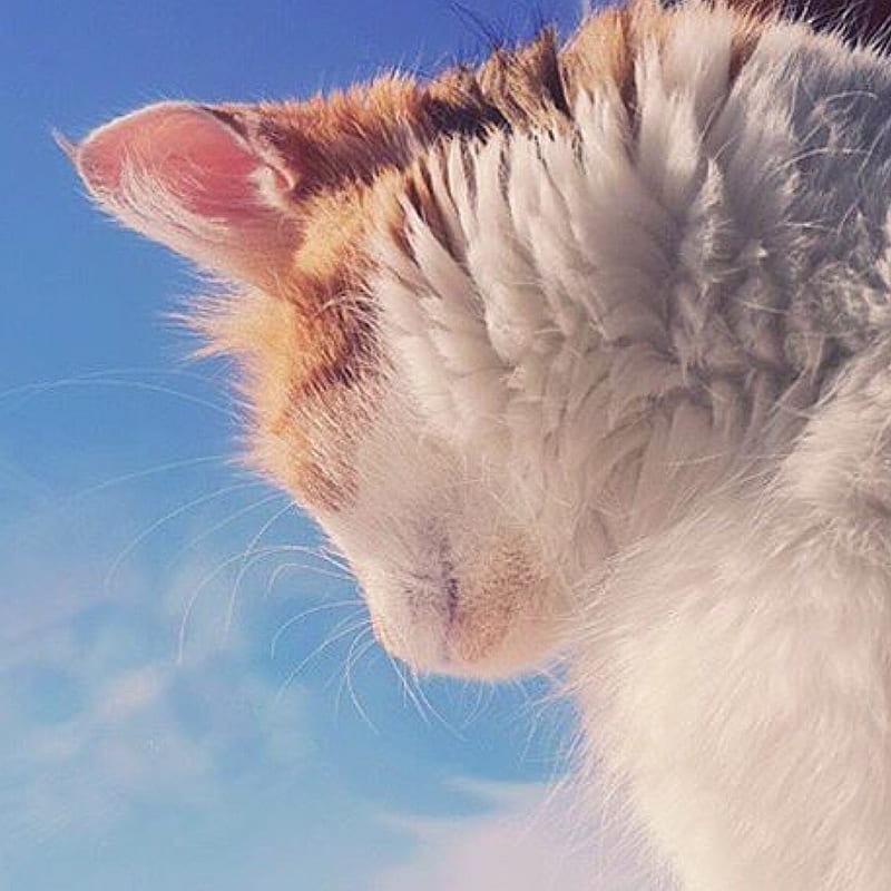 Cat, cute, day, sunny, fur, sweet, HD wallpaper | Peakpx