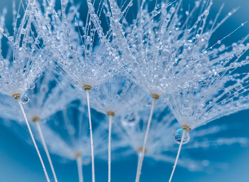Dandelion seeds, seed, dandelion, water drop, summer, white, blue, HD wallpaper