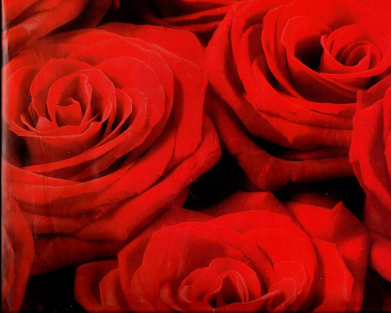 Red Roses Closeup Pretty Red Roses Hd Wallpaper Peakpx 