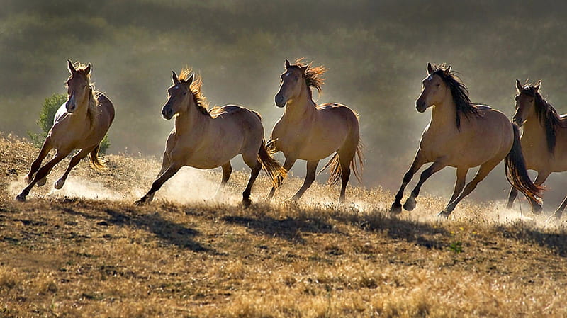 WILD HORSES RUNNING , Wild Horses, running, nature, animals, HD wallpaper