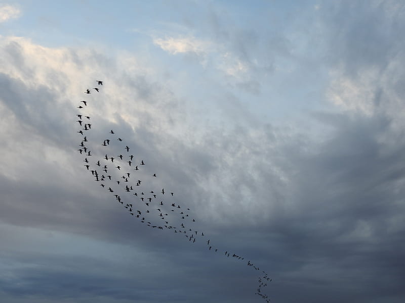 Birds in the sky, migration, formation, groups, travel, clouds, HD wallpaper