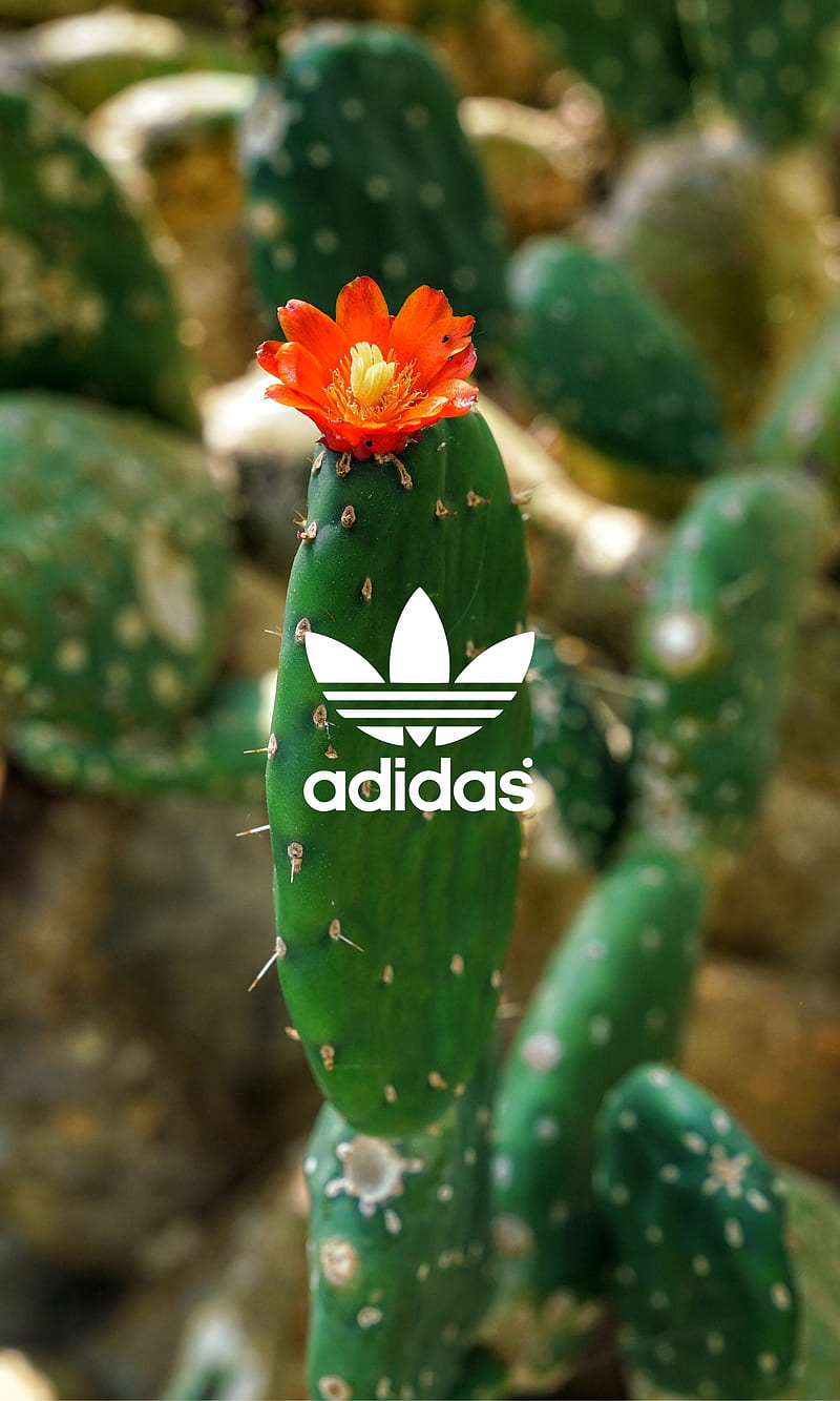 adidas, cactus, deserto, famiglia, netura, pianta, piante, punge, scarpe, spine, verde, HD phone wallpaper