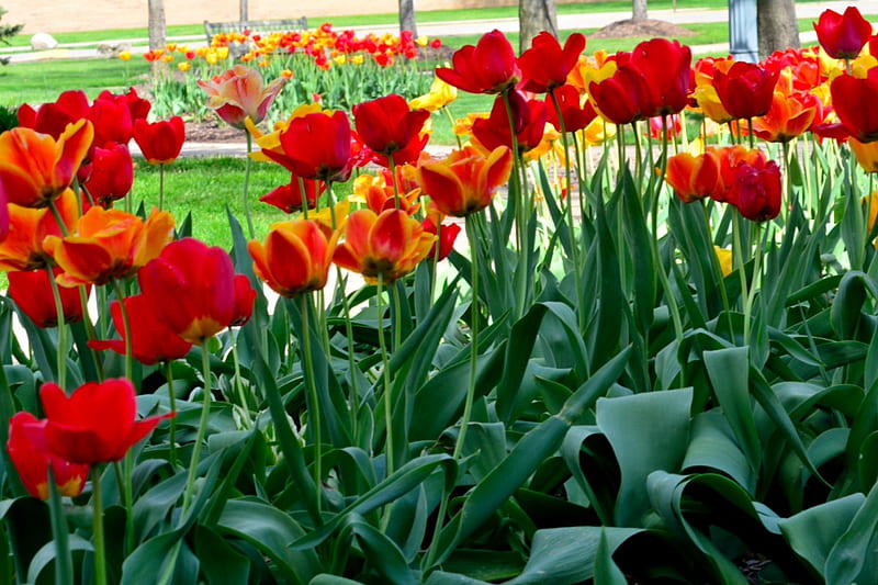 Sea Of Flowers, red tulips, red flowers, bed of roses, tulips, HD wallpaper