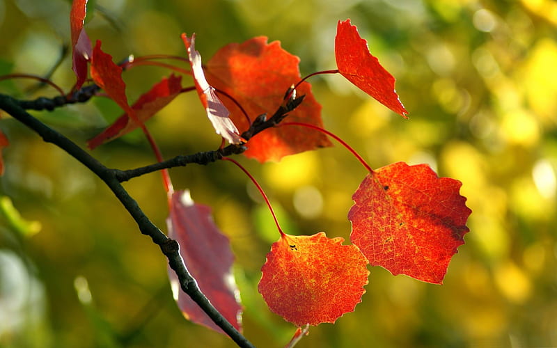 red autumn leaves-2012 Macro graphy Featured, HD wallpaper