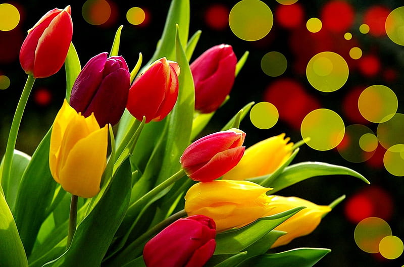 Colorful tulips, red, pretty, colorful, lovely, colors, yellow, bonito, fllowers, gift, delicate, lights, nice, bouquet, tulips, hop, harmony, HD wallpaper