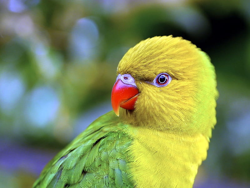 Pretty parrot, colorful, parrot, bird, animal, HD wallpaper | Peakpx
