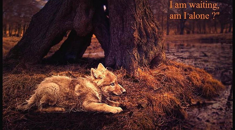 wolf wisdom, friendship, quotes, pack, dog, lobo, arctic, black, abstract, winter, timber, snow, wolf , wolfrunning, wolf, white, lone wolf, howling, wild animal black, howl, canine, wolf pack, solitude, gris, the pack, mythical, majestic, wisdom beautiful, maned wolf nature, spirit, canis lupus, grey wolf, wolves, wisdom, HD wallpaper