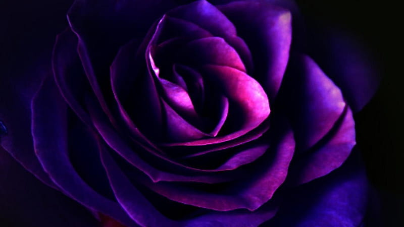 Dark Rose Purple Flower Petals Purple, HD wallpaper